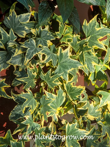 Yellow Ripple English Ivy (Hedera helix)